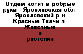 Отдам котят в добрые руки - Ярославская обл., Ярославский р-н, Красные Ткачи п. Животные и растения » Кошки   . Ярославская обл.